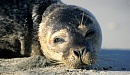het groninger landschap dollardgebied gewone zeehond pup op zandplaat