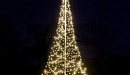 Dit jaar toch kerstbomen in Bedum