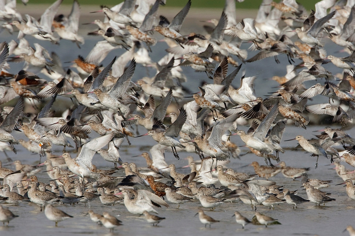 AGAMI Rosse Grutto Bar tailed Godwit Limosa lapponica Arie Ouwerkerk 11652 2